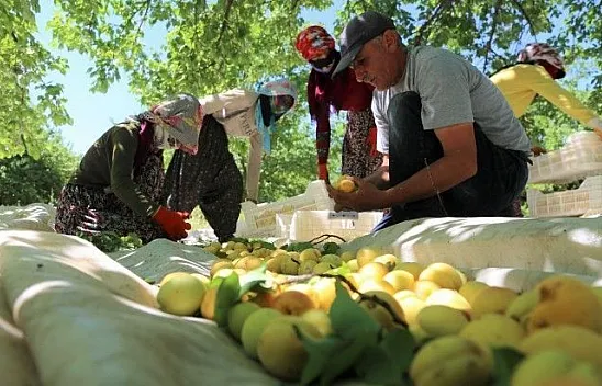 Elazığ'ın sarı altını kayısıda hasat başladı
