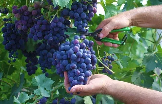 Elazığ'ın üzüm köyünde erkenci üzüm hasadı