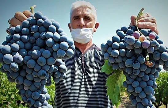 Elazığ'ın üzümde markası 'Hoşköy'de bağ bozumu heyecanı