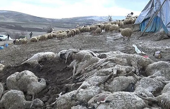 Elazığ'da çiçek hastalığı, 600'den fazla koyun telef oldu
