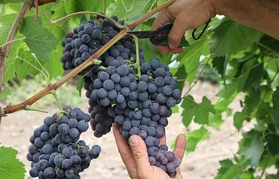 Erkenci siyah üzümde hasat başladı