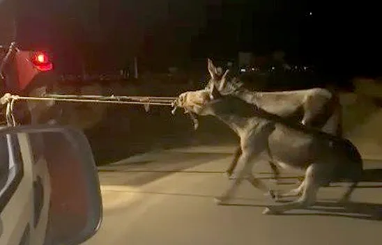 Eşeklere görülmemiş eziyet!