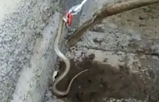 Eve giren yılanı ekipler çıkardı