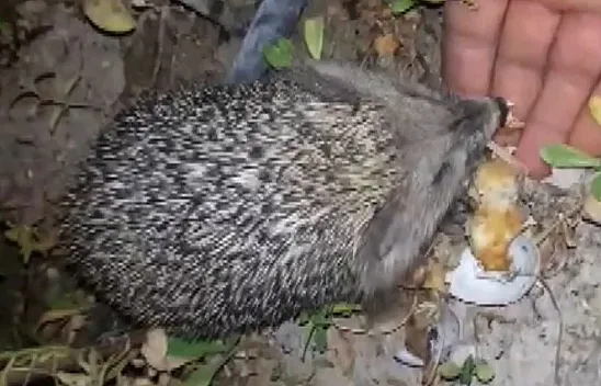 Evinin bahçesine gelen kirpiyi eliyle besliyor