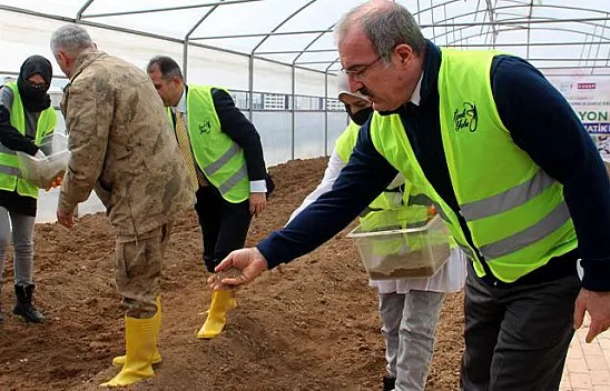 Fide tohumları toprakla buluştu