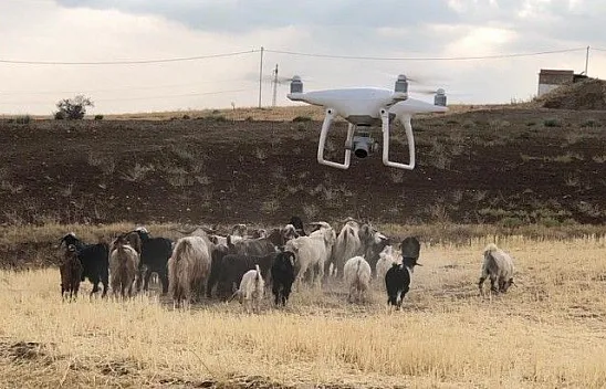 Firar eden hayvanlar drone ile bulundu