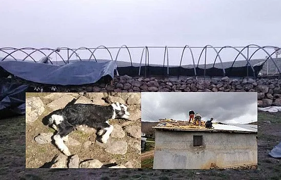 Fırtına çatıları uçurdu! 10 kuzu telef oldu