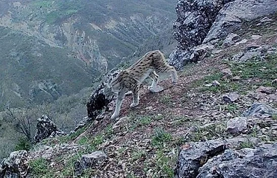 Foto kapanlar yaban hayatını görüntüledi