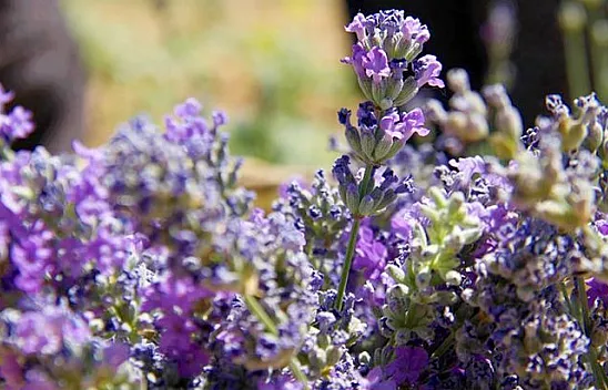 Gelin ve görümce emeklerinin ilk hasadını topladı