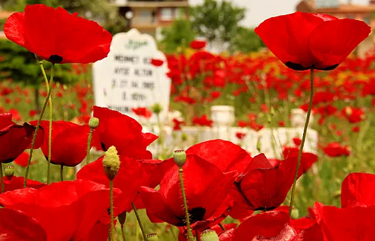 Gelincikler mezarlığı kırmızıya bürüdü