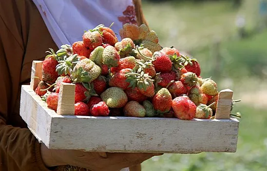 Gezin'de çilek hasadı başladı