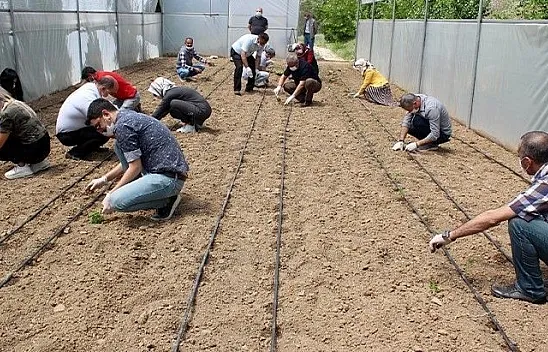 Gönüllü öğretmenler sebze fideleri dikti
