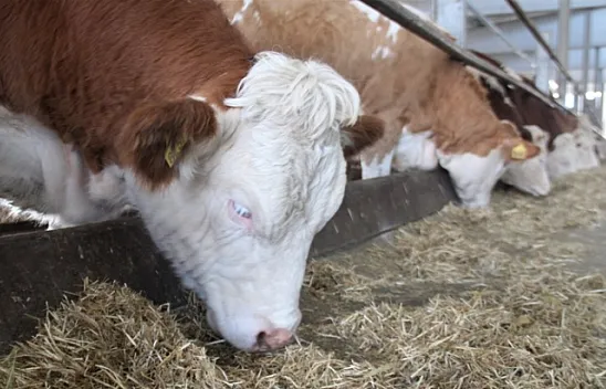 Kurduğu çiftlikte ithal ettiği hayvanlarla, yıllık 260 ton süt üretiyor