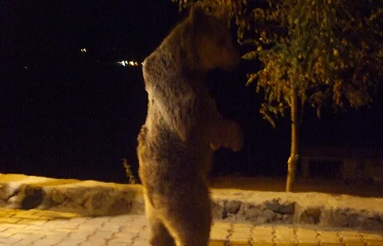 Tunceli'de ayılar böyle görüntülendi