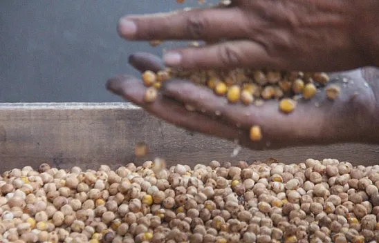 Ağın leblebisine talep çoğaldı, üretim yüzde 300 arttı