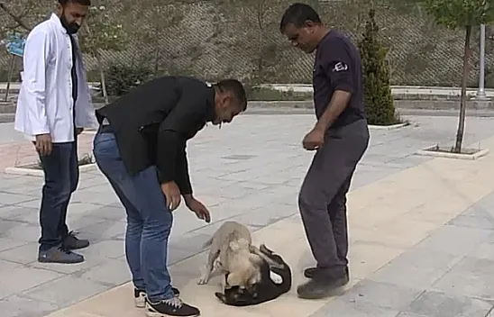 Acil servis önünde yavru köpeklerin kavgası