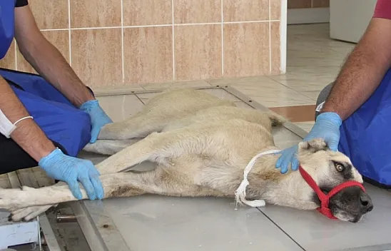 Otomobilin çarparak belini kırdığı köpek tedavi altına alındı
