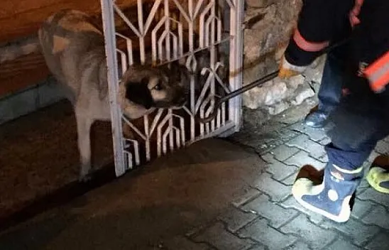 İtfaiye hem kedi hem de köpeği kurtardı