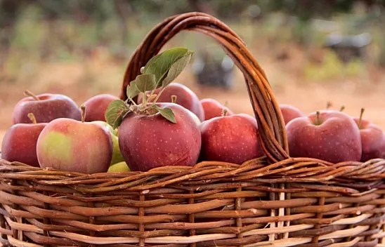 İtalyanların 'scarlet' elmasını Elazığ'da üretiyor