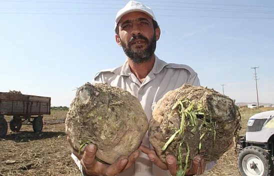 Yeterli yağışın olmaması pancar üretimini azalttı