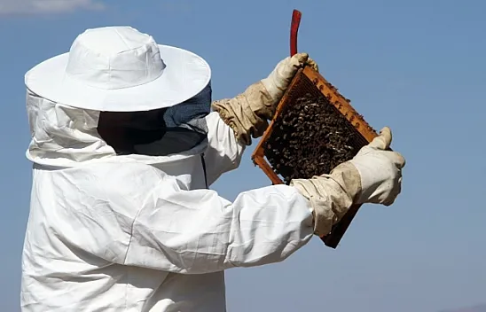 İklim değişikliği arıları etkiledi, bal üretimi 5 kat düştü