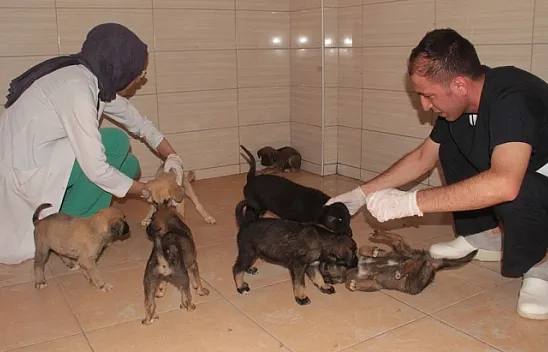 Bitkin 20 yavru köpek koruma altına alındı
