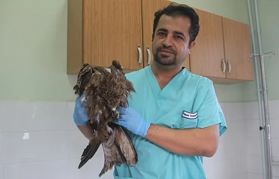 Bitkin düşen şahin tedavi altına alındı