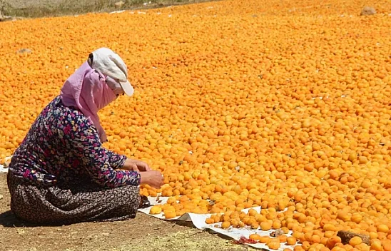 Kayısı, kadınlar için iş kapısı oldu