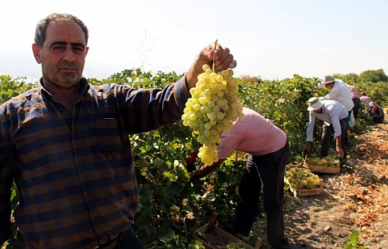 Elazığ'da en 'hoş üzüm' hasadı