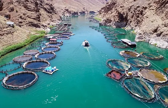 Elazığ'dan Avrupa ve Japonya'ya balık ihracatı