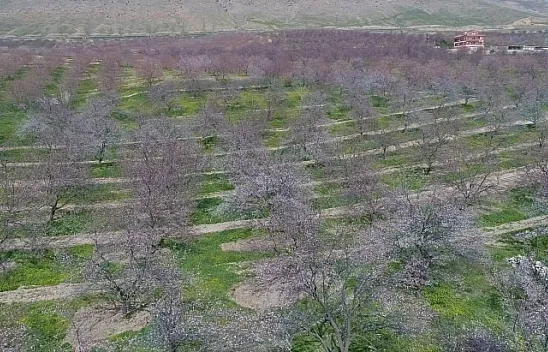 Kayısı ağaçları 'gelinliğini' giydi