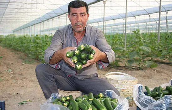 Günlük 3 ton salatalık hasat ediyor