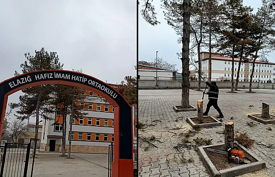 Okulun bahçesindeki bu ağaçlar neden kesildi?