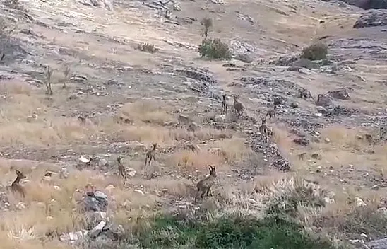Harput'ta dağ keçileri görüntülendi