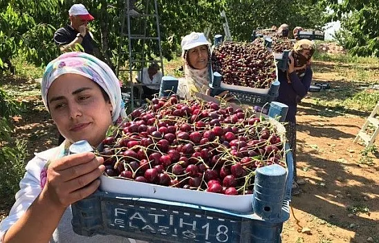 Harput'ta kiraz hasadı yeni başladı