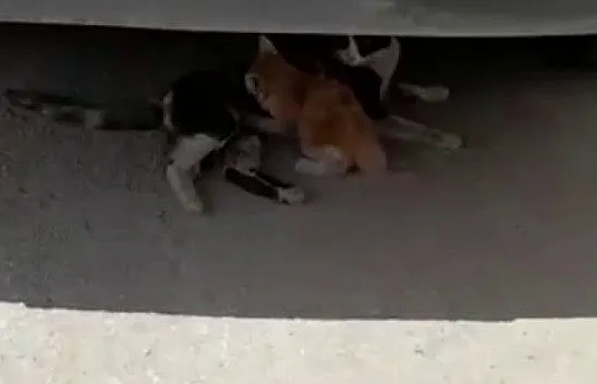 Havalandırma boşluğuna düşen yavru kedi kurtarıldı