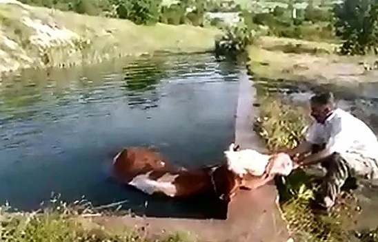 Havuza düşen ineği vatandaş kurtardı
