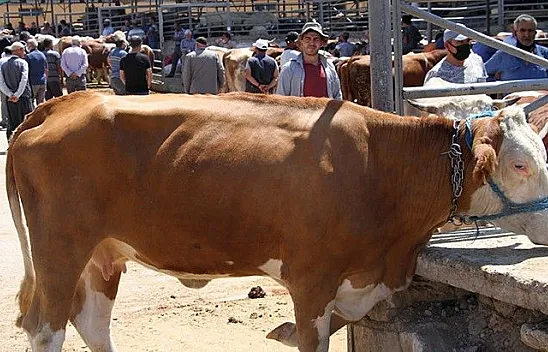 Hayvan pazarında arife hareketliliği