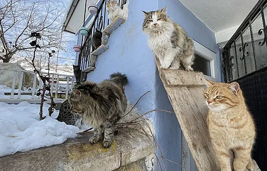 Hayvansever vatandaş yazlık evini sokak kedilerine tahsis etti