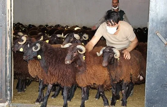 Hibe destekli 500 koç kura ile sahibini buldu