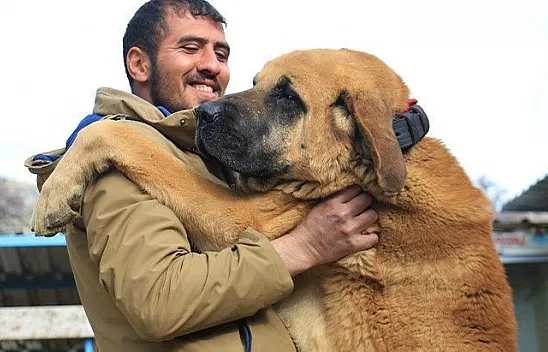 Hobi için beslediği çoban köpekleriyle çiftlik kurdu