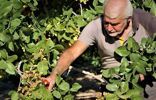 Hobi olarak diktiği fıstık ağaçları gelir kaynağı oldu