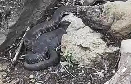 İki metrelik dev yılan korkuttu