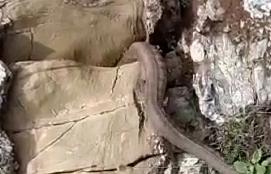 İki metrelik yılan korkuttu