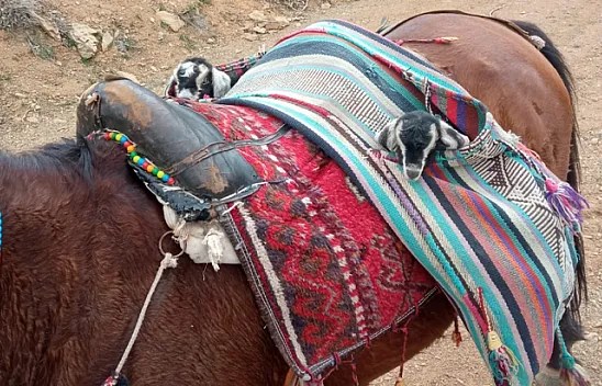 İki oğlağın sevimli yolculuğu gülümsetti