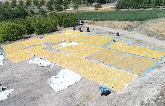 İlçeyi kalkındıran 1 milyon ağaçta 'kayısı hasadı'