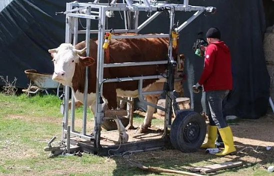 İnekler için manikür pedikür zamanı