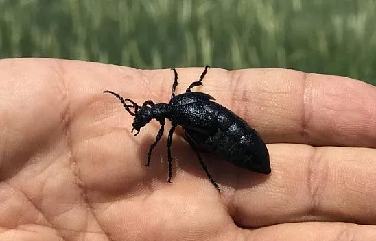 İstilacı çekirgenin düşmanı bu böcek