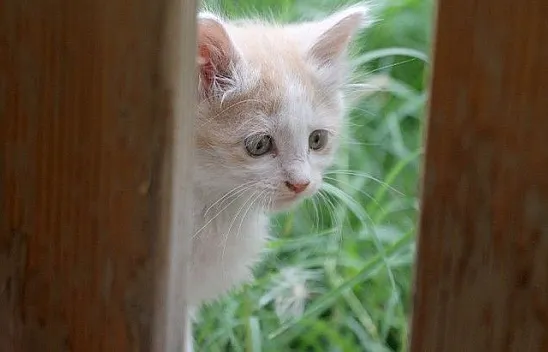 İtfaiye ekipleri kurtardı, duyarlı vatandaş sahiplendi