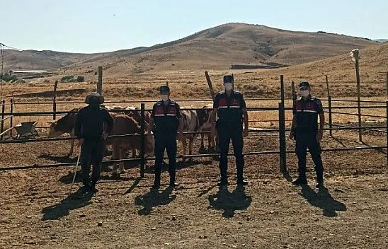 Jandarma dedektif gibi iz sürdü, çalınan hayvanları buldu